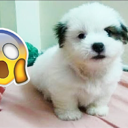 Cute puppy video