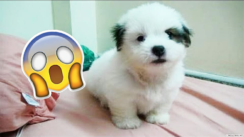 Cute puppy video