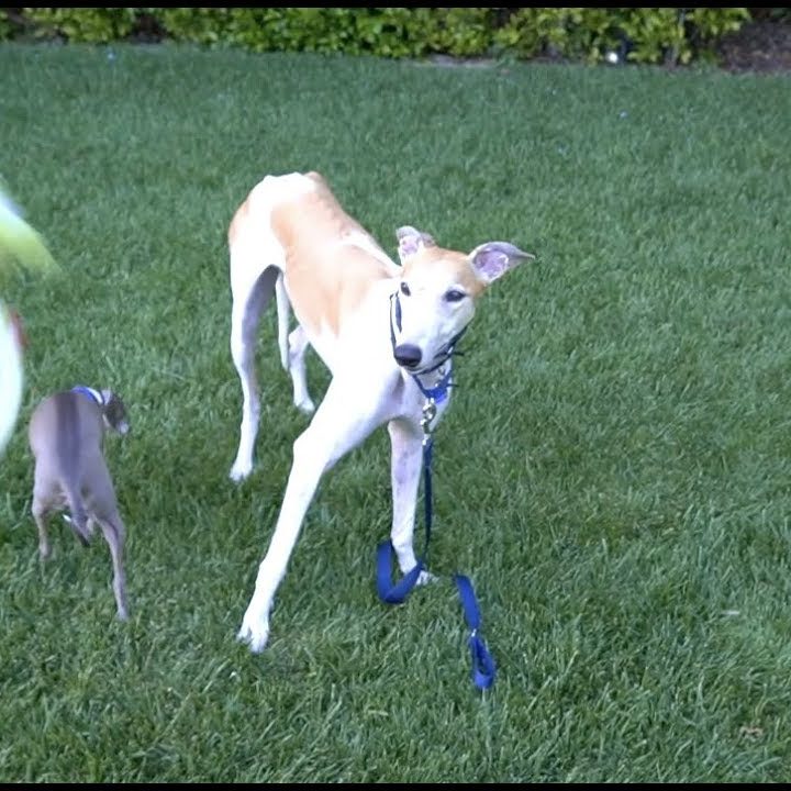 jenna marbles new dog